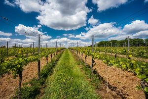 bodegas bierzo