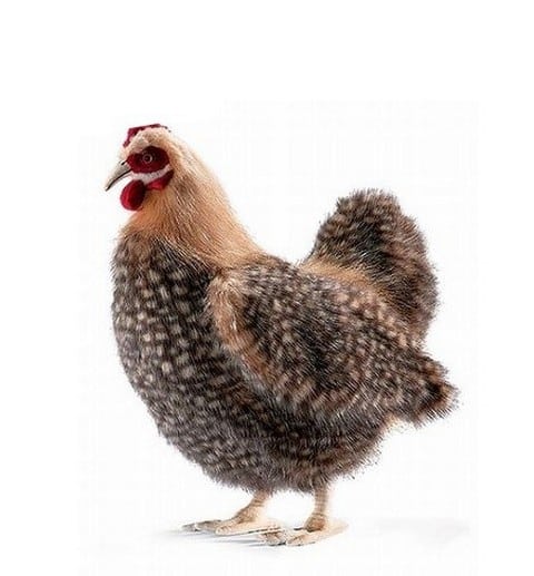 Gallo de peluche outlet