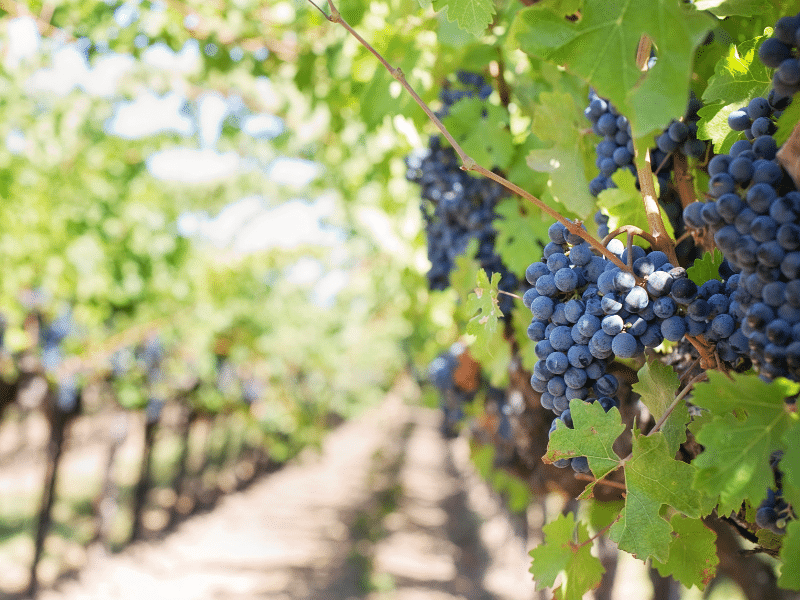 vinos bierzo